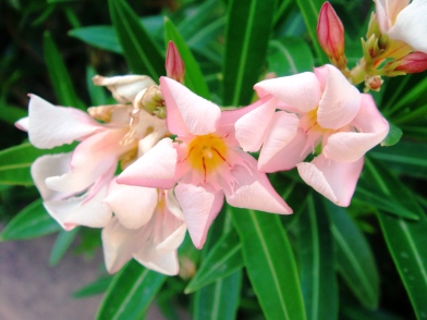 petite-pink-oleander-2