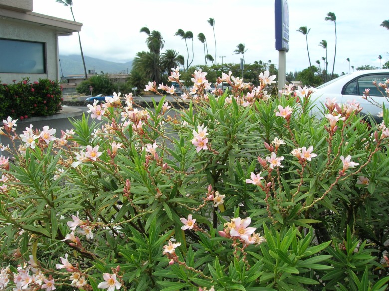 petite-pink-oleander